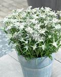 معرفی و راهنمای پرورش گیاهان زینتی فضای باز - ادلوایس ، گل برفی